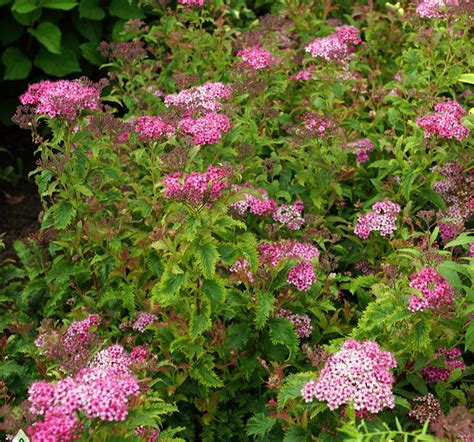 Спирея японская Джапаниз Дварф (67 фото) - фото - картинки и рисунки ...