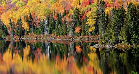 Laurentian Forest Panorama Photograph By Mircea Costina Photography