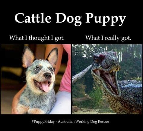 Cattle Dog Is Actually Velociraptor Cattle Dog Puppy Blue Heeler