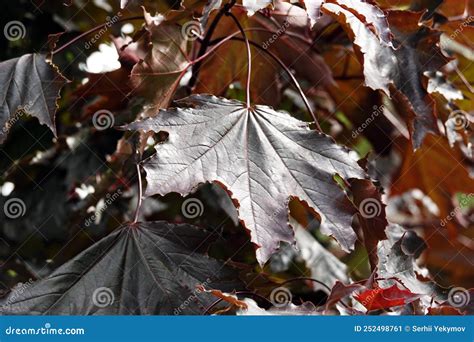 Maple Tree with Black Leaves Stock Image - Image of fruits, leaves ...