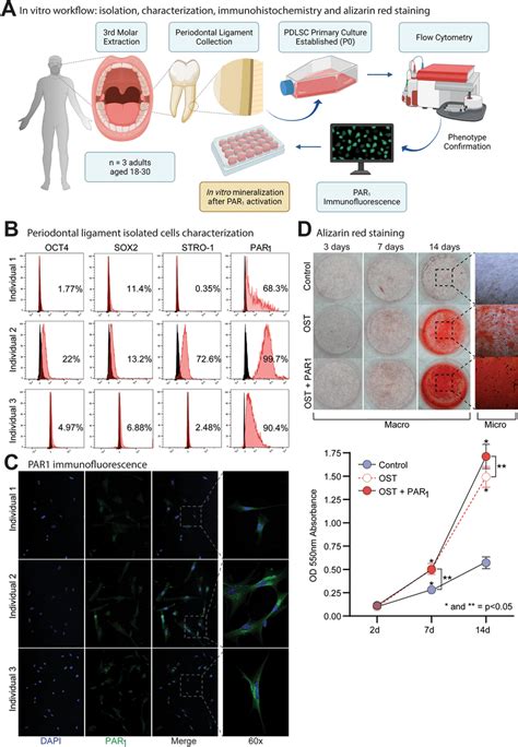 A Immunofluorescence Flow Cytometry And Alizarin Red Staining