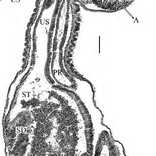 (PDF) The digestive tract of actinotroch larvae (Lophotrochozoa ...