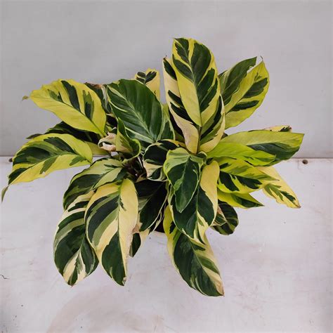 Calathea Louisae Thai Beauty Nurserybuy