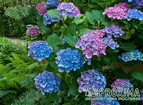 Гортензія широколиста Блю Донау, Hydrangea macrophylla Blue Danube ціна ...