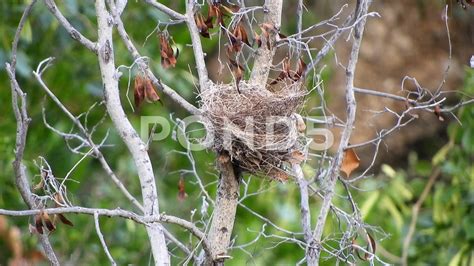 Empty Bird Nest In Tree