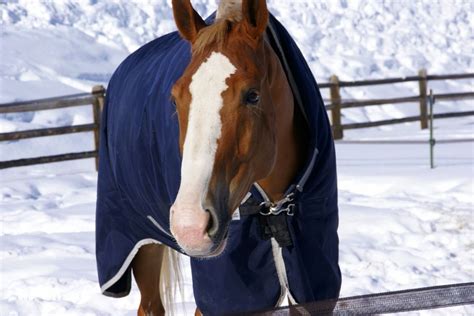 What Is A Horse Rain Sheet? (8 Tips on How to Choose One)