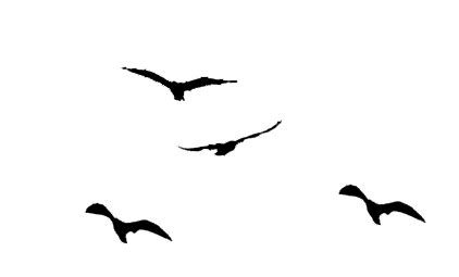 Flying Bird Shadow - ClipArt Best