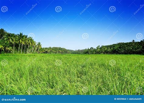 Paddy field stock photo. Image of indian, farmland, india - 8859864