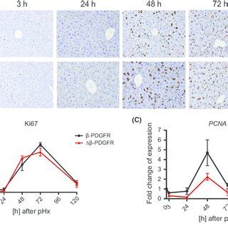 Activation Of B Pdgfr Occurs After Partial Hepatectomy A Mice