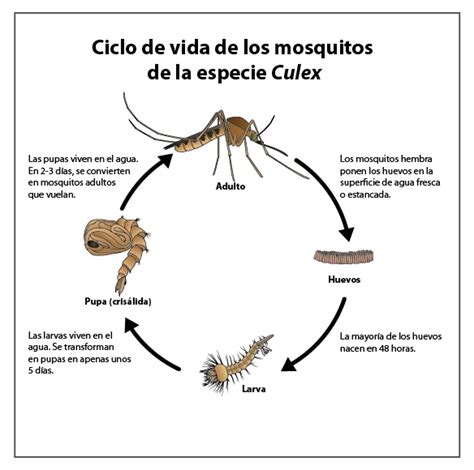 Ciclo De Vida De Los Mosquitos De La Especie Culex Mosquitos Cdc