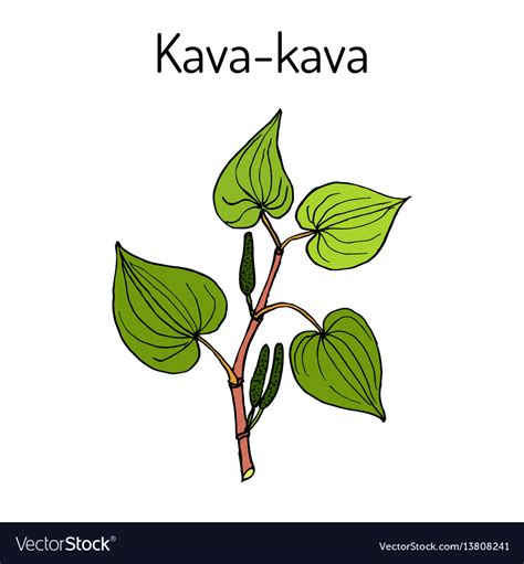 Kava-kava piper methysticum medicinal plant Vector Image