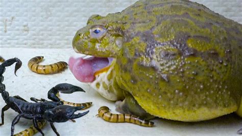 Hungry African Bullfrog Eats Worm And Scorpion Warning Live Feeding