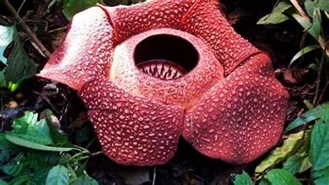 Peristiwa Langka Bunga Rafflesia Kemuku Mekar Bersamaan Di Kebun