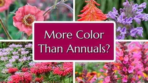 10 Perennials To Rival Annuals Blooms All Summer Living Flowers