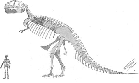 What are the similarities and differences between the Chicken and the Tyrannosaurus Rex ...