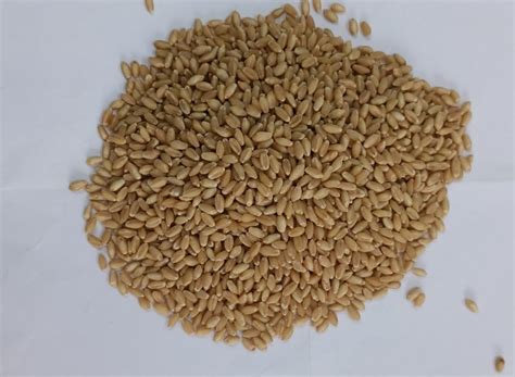 Organic Wheat Grain Seed At Rs 3000 Quintal Wheat Grains In Indore