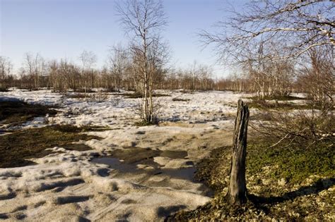 Naked Birch Trees And Blue Sky In The Early Spring Snow In Some Places