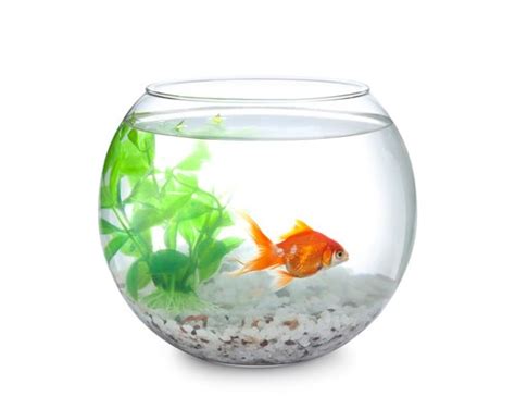 5 Main Goldfish Lifespan Factors - Your Aquarium Place