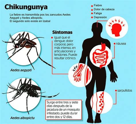 El Diario Cuidado Con El Chikungunya