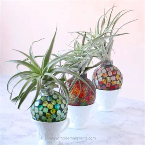 Glass Air Plant Displays Glass Is Modern Glass Is Sleek