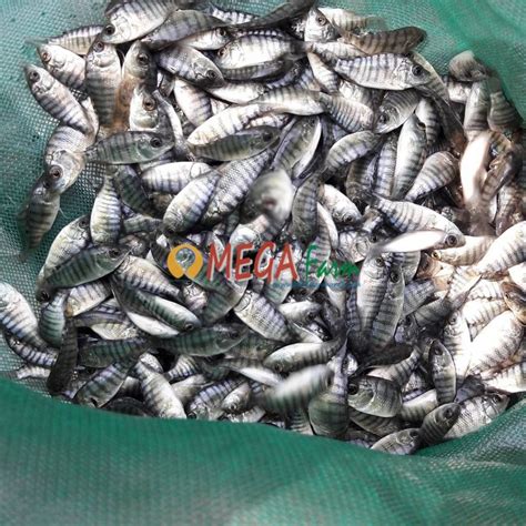 Jual Bibit Ikan Nila Monosex Harga Murah Bibit Unggul