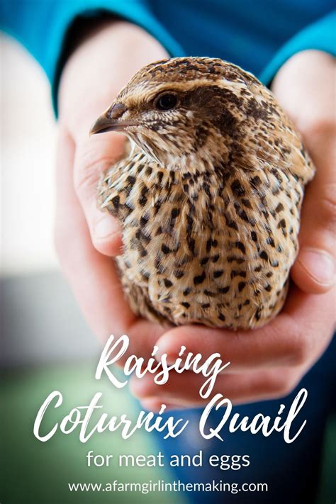 Raising Coturnix Quail for Meat and Eggs | Raising quail, Quail