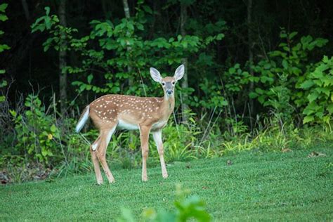 What Sound Does A Deer Make Four Sounds You Need To Learn