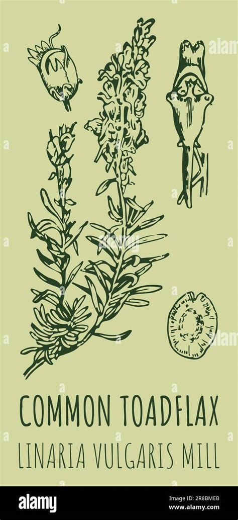 Vector Drawings Common Toadflax Hand Drawn Illustration Latin Name