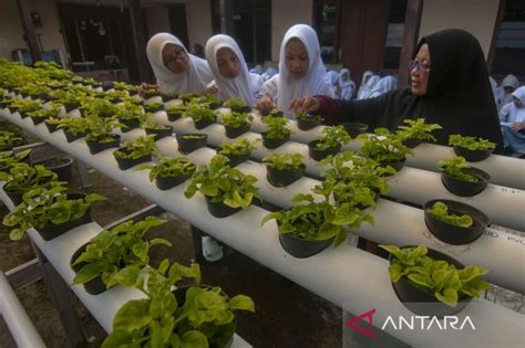 Pelajar Belajar Mengenal Pertanian Hidroponik Di Boyolali Foto ANTARA