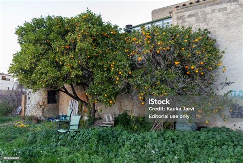 Orange Tree And Tangerine Tree Stock Photo - Download Image Now - Agriculture, Catalonia, Citrus ...