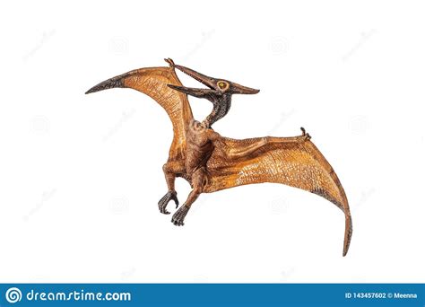 Dinosaurio Del Pterodáctilo De Pteranodon En El Fondo Blanco Foto de