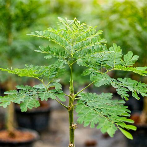 Drumstick Tree - MyGreenLeaf - Buy Indoor & Outdoor Plants online in ...