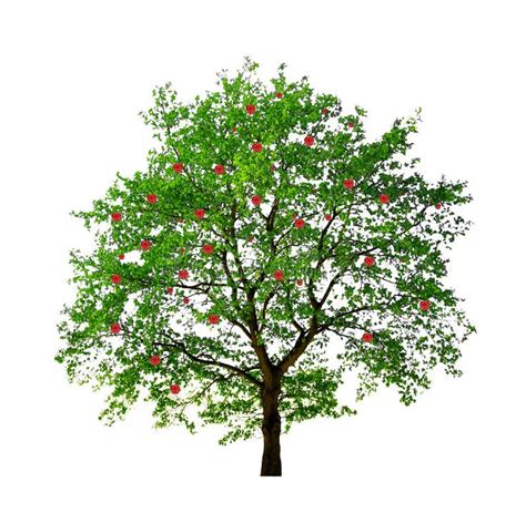 Apple tree isolated. On white background , #AFF, #tree, #Apple, # ...