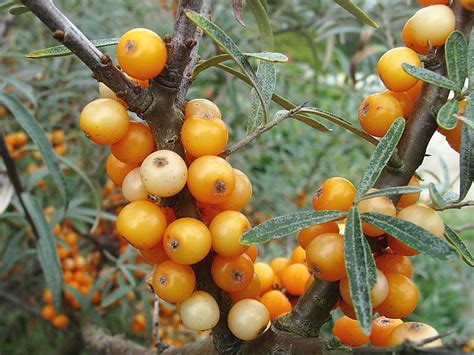 Sea Buckthorn Hippophae Rhamnoides Fruit Wildlife Insight