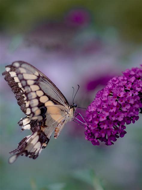 closeup  swallowtail butterfly  butterfly bush flower  stock