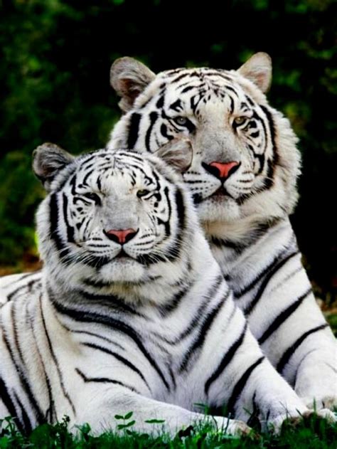 How many tigers are there in India?