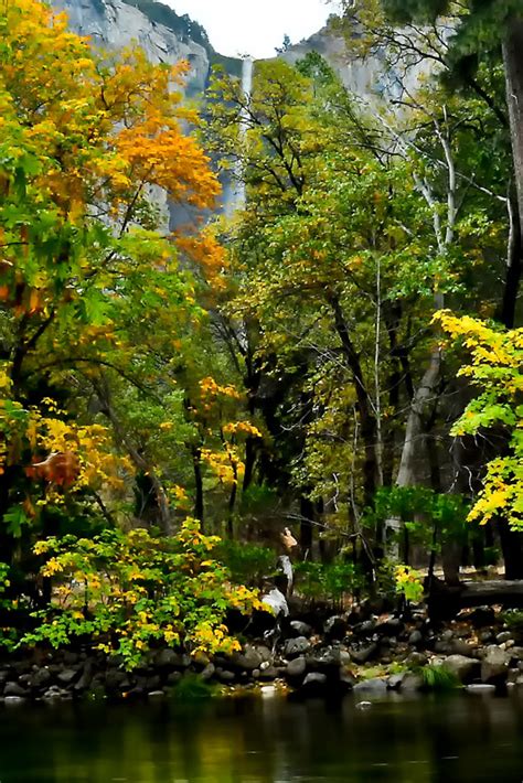 Bridalveil Falls: Trees: Yosemite Photography - Landscape Photography