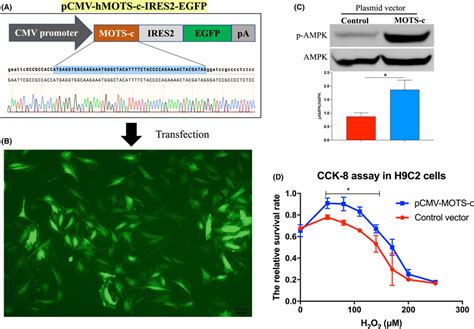 MOTSc Peptide Protected Cell Apoptosis In H9C2 Cells In Response To