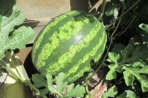Опыт выращивания арбузов на Урале: прививка на лагенарию – купить ...