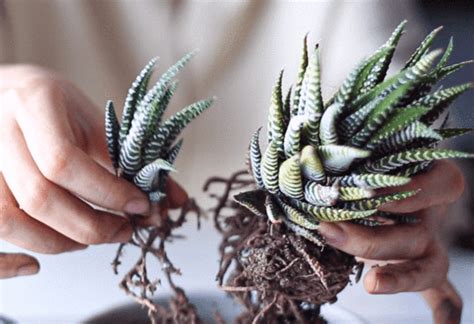 Haworthia Zebra Is The Best Succulent For Beginner Tips And Care Guide