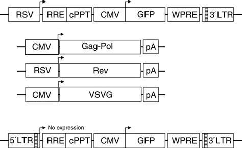 Schematic representation of the third generation lentiviral system.The ...