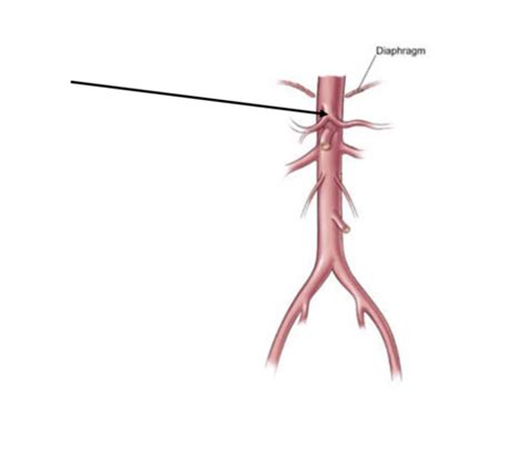 Anatomy Blood Supply To The Gut Flashcards Quizlet