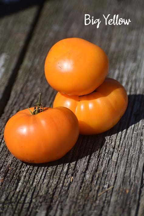 Tomato Big Yellow Seedfreaks Sow The Change You Want To Seed