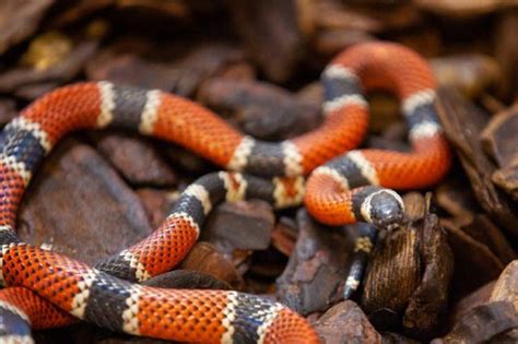 Qual A Cobra Mais Venenosa Do Brasil - Cobra mais venenosa do Brasil invade loja em SC