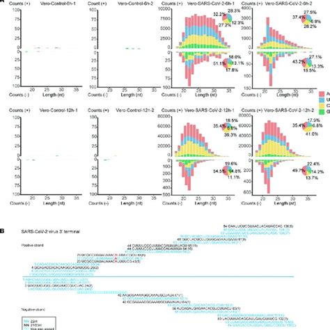 Identification Of DE MiRNAs In SARS CoV 2 Infected Vero Cells A Size