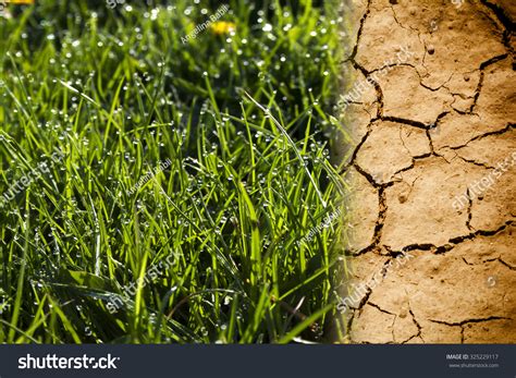 arid land plants images stock  vectors shutterstock