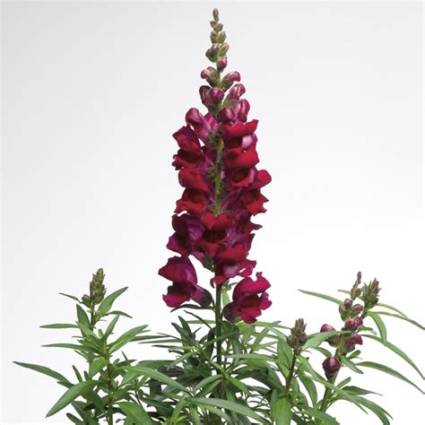 Antirrhinum Majus Liberty Classic Crimson Snapdragon Garden Center