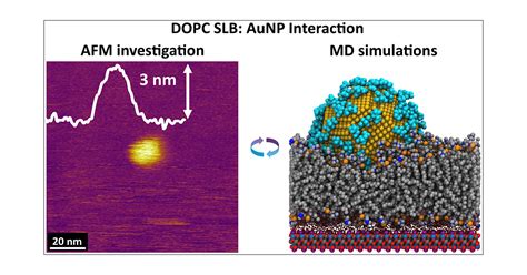 Behavior Of Citrate Capped Ultrasmall Gold Nanoparticles On A Supported