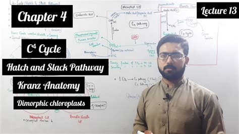 C Cycle Hatch And Slack Pathway Kranz Anatomy Dimorphic