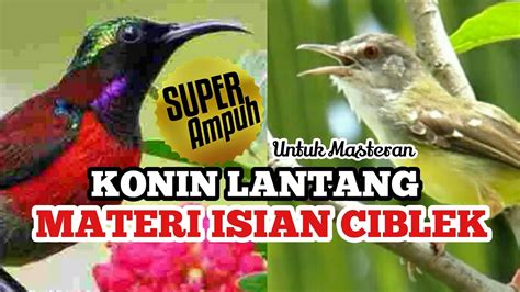 Konin Gacor Suara Keras Isian Burung Ciblek 100 Ampuh Buat Masteran Dan